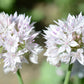 Graceful Beauty Allium Bulbs