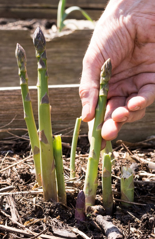 Jersey Giant Asparagus