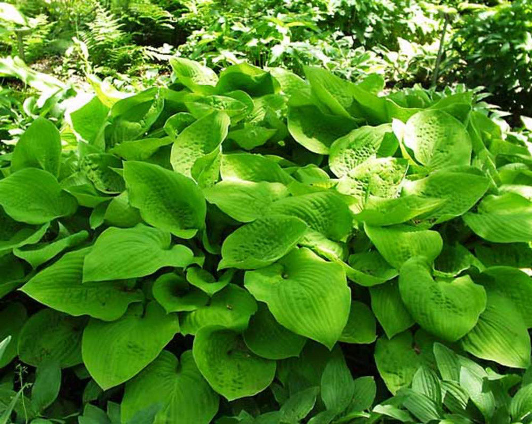 August Moon Hosta Plant