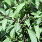 Cinnamon Basil seeds online shopping
