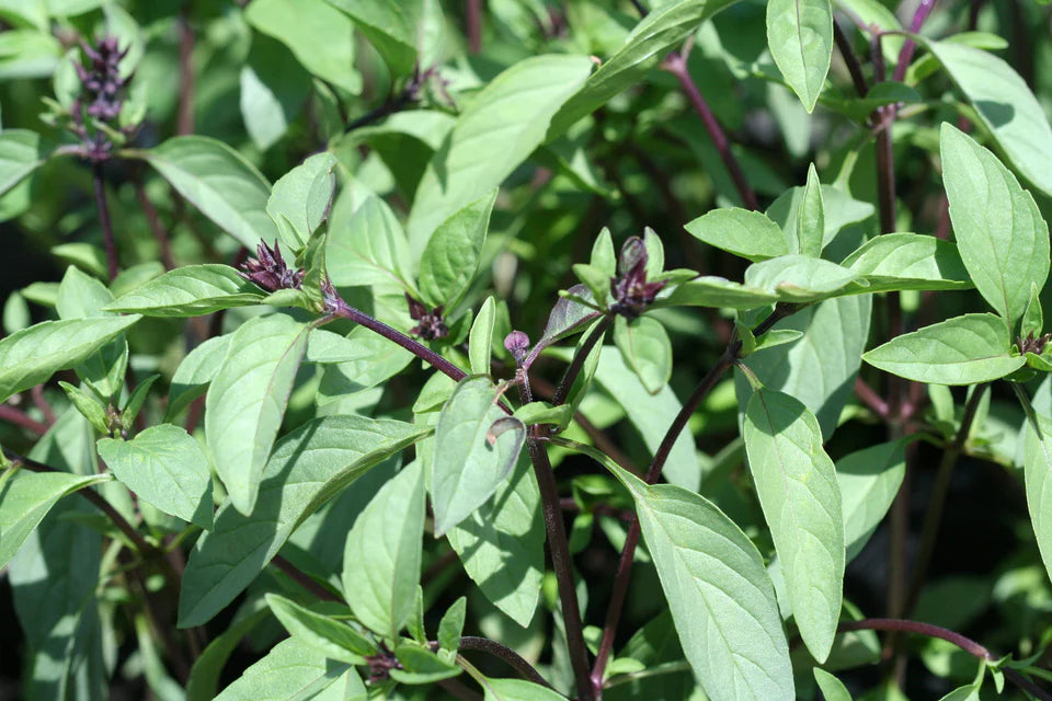 Cinnamon Basil seeds online shopping