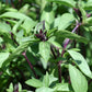 Cinnamon Basil seeds online shopping