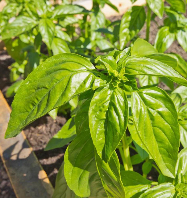 Genovese Basil seeds online shopping