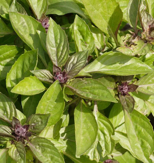 Siam Queen Basil seeds online shopping