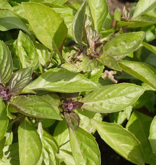 Siam Queen Basil seeds online shopping