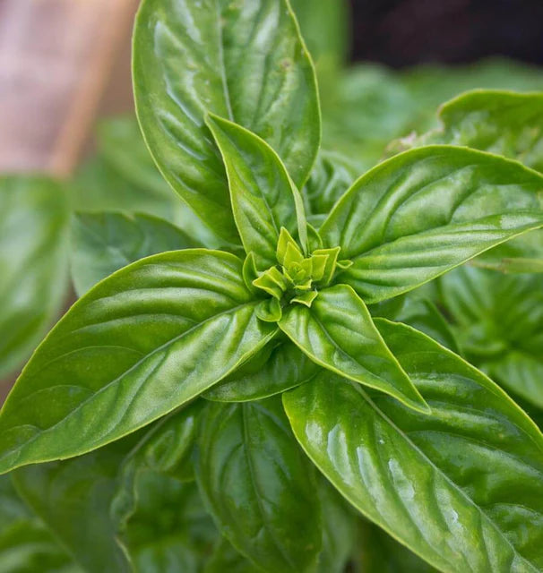 Genovese Basil seeds online shopping