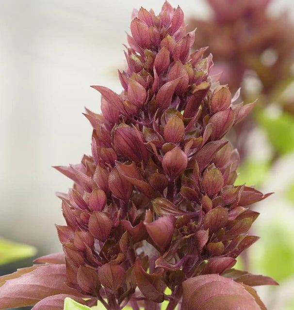 Cardinal Organic Basil seeds online shopping