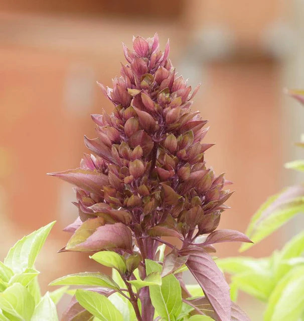 Cardinal Organic Basil seeds online shopping