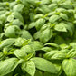 Noga Prospera Active F1 Organic Basil seeds online shopping