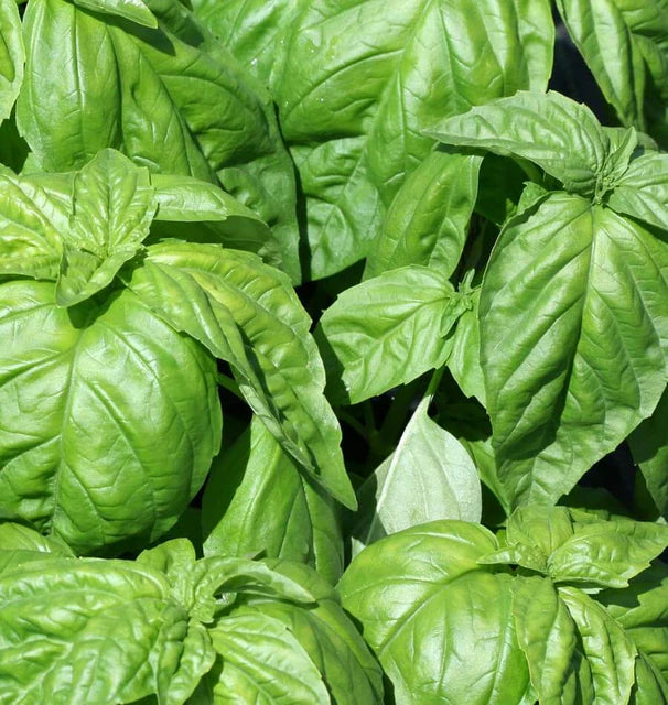Lettuce Leaf Basil seeds online shopping