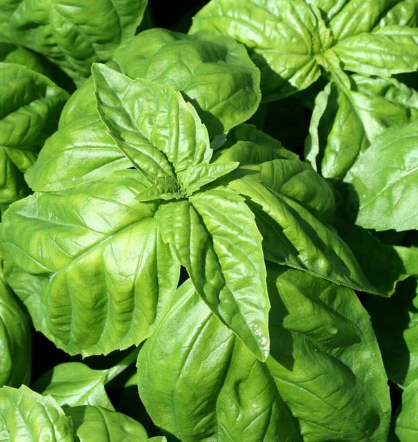 Lettuce Leaf Basil seeds online shopping