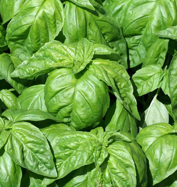 Lettuce Leaf Basil seeds online shopping