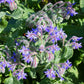 Borage seeds online shopping