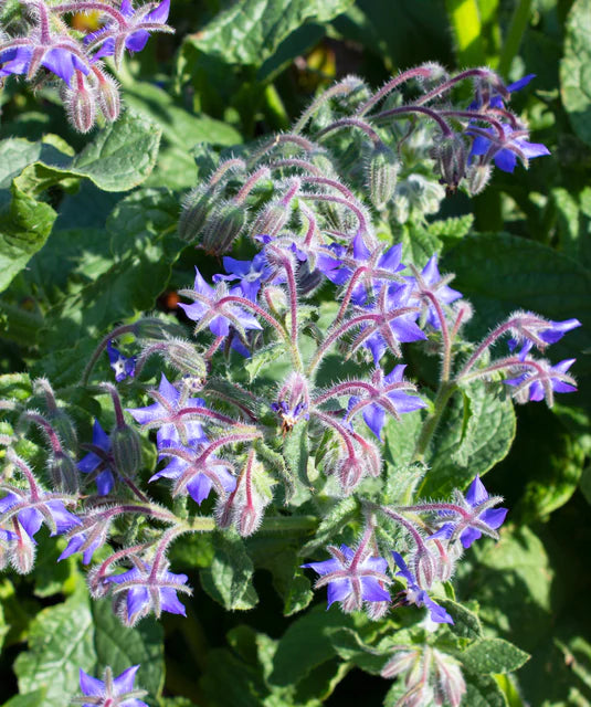 Borage seeds online shopping