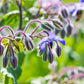 Borage seeds online shopping