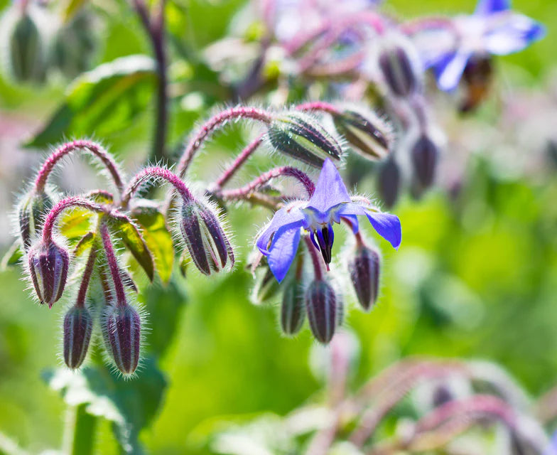 Borage seeds online shopping