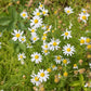 German Chamomile seeds online shopping