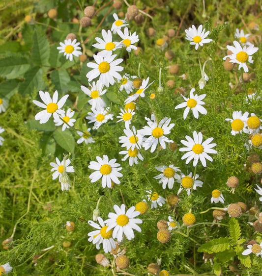 German Chamomile seeds online shopping