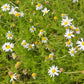 German Chamomile seeds online shopping