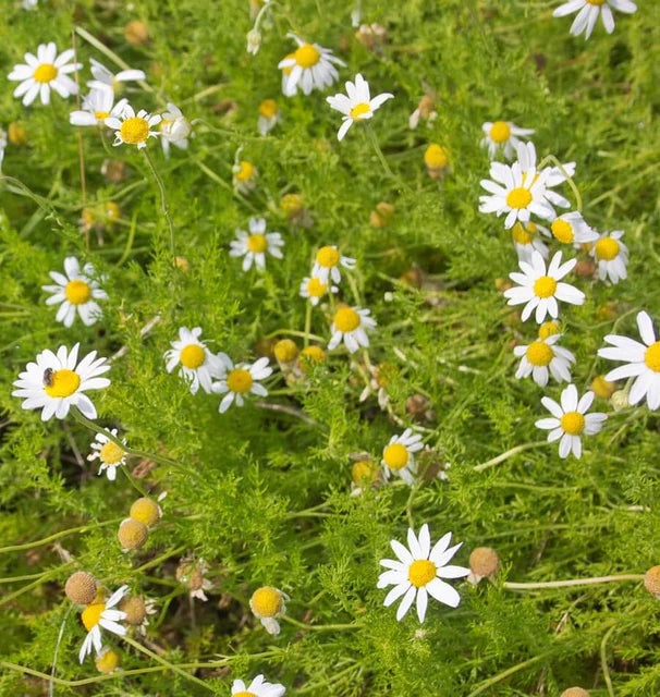 German Chamomile seeds online shopping