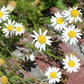 German Chamomile seeds online shopping