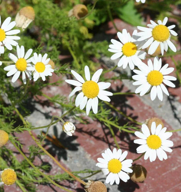 German Chamomile seeds online shopping