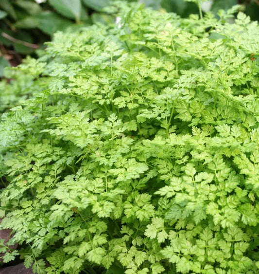 Chervil seeds online shopping