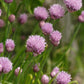 Chives Seeds online shopping