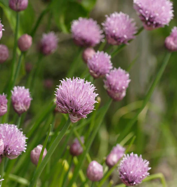 Chives Seeds online shopping