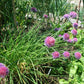 Chives Seeds online shopping