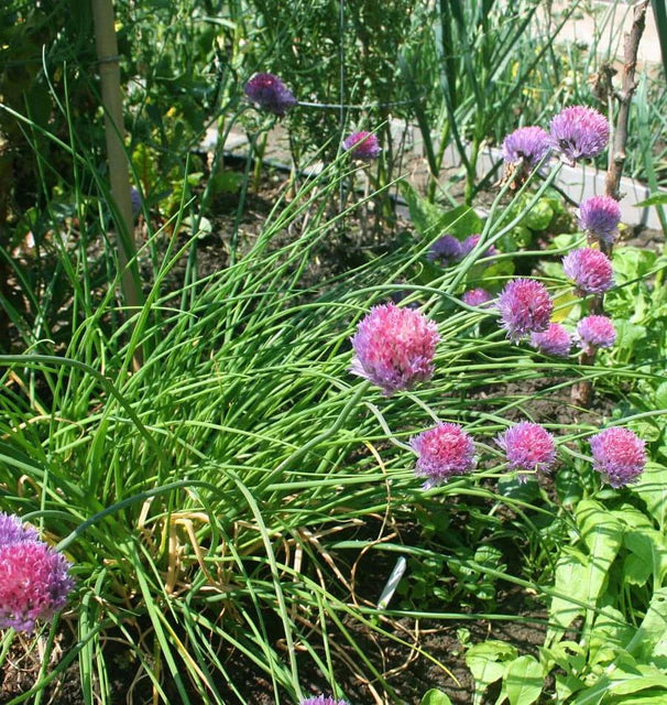 Chives Seeds online shopping