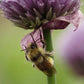 Chives Seeds online shopping