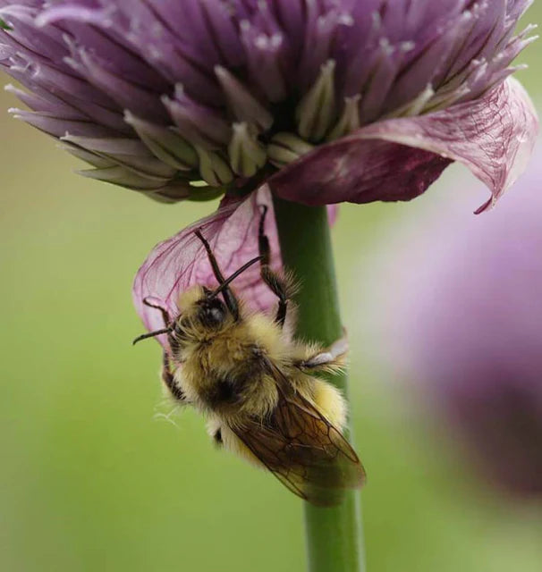 Chives Seeds online shopping