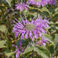 Wild Bergamot