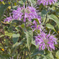 Wild Bergamot