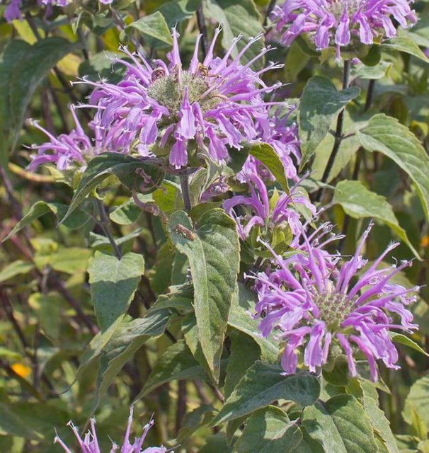 Wild Bergamot