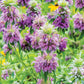 Lemon Bergamot seeds online shopping