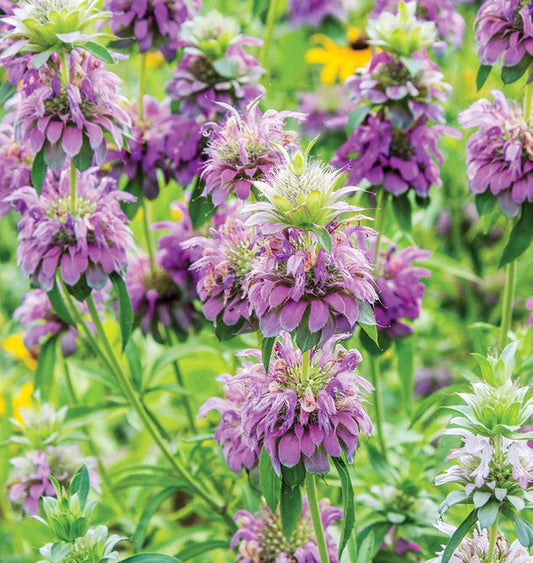 Lemon Bergamot seeds online shopping