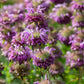 Lemon Bergamot seeds online shopping