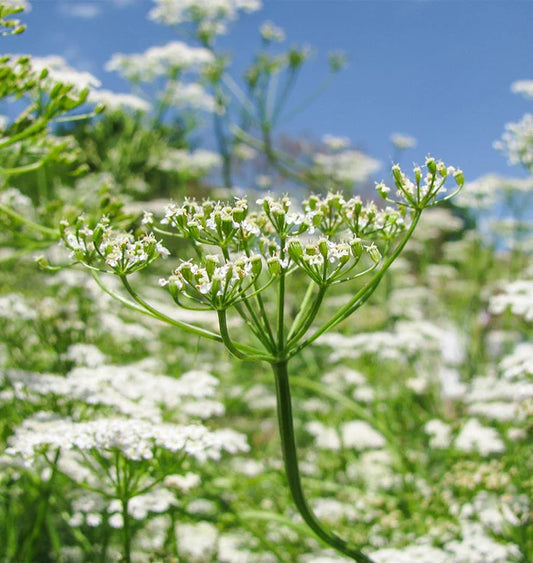 Cumin Seeds online shopping