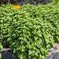 Emerald Tower Basil seeds online shopping