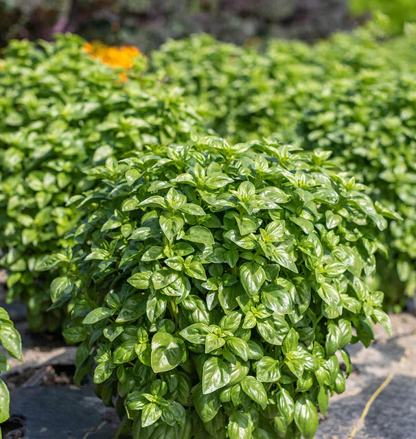 Emerald Tower Basil seeds online shopping
