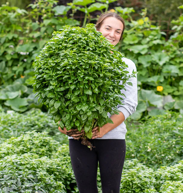 Emerald Tower Basil seeds online shopping