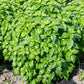 Emerald Tower Basil seeds online shopping