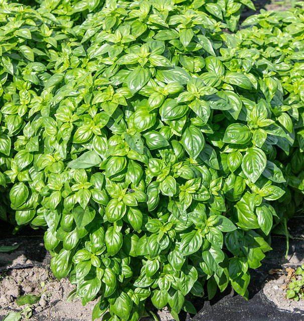 Emerald Tower Basil seeds online shopping