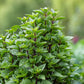 Thai Tower Basil seeds online shopping