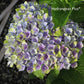 Hydrangea macrophylla Hokomathyst Magical Amethyst