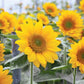 Sunrich Gold Sunflower Seeds online shopping