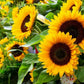 Taiyo Organic Sunflower Seeds online shopping