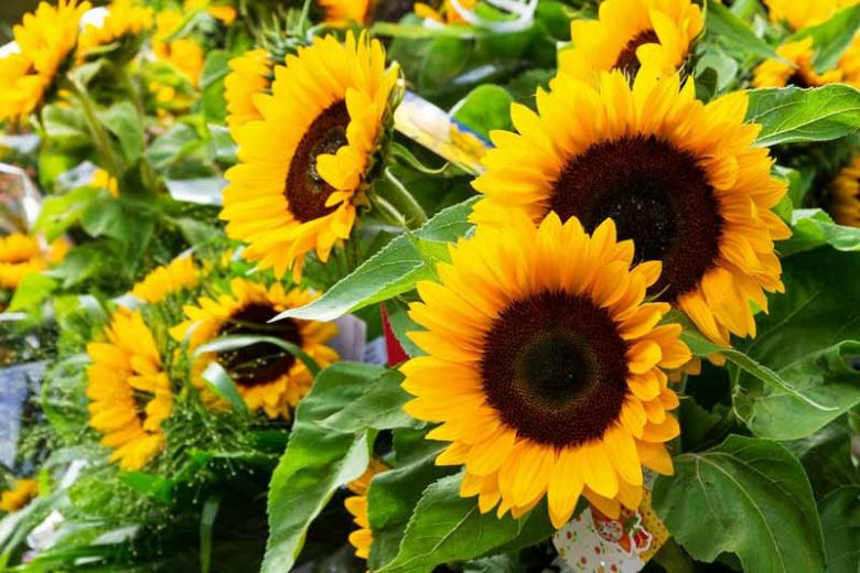 Taiyo Organic Sunflower Seeds online shopping